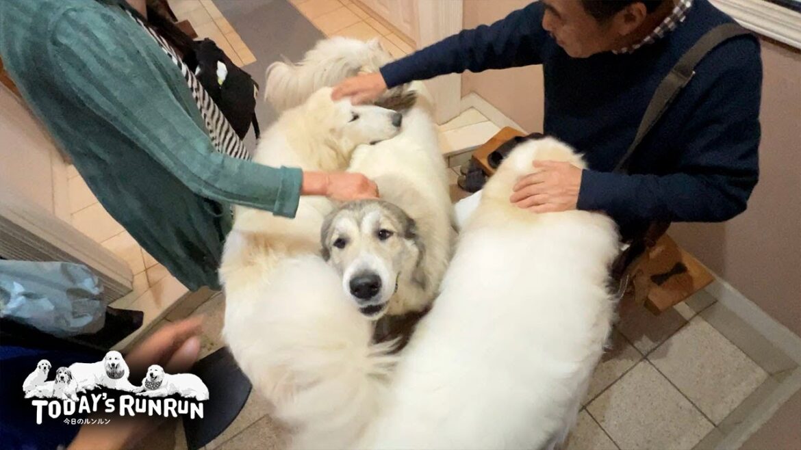 ボンヤリ眠気まなこで出迎えをしたアランとベルとリリーです　Great Pyrenees　グレートピレニーズ