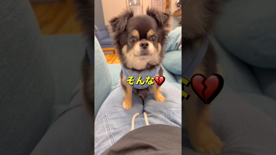 約束ってなぁに？🐶#柴犬 #チワワ #shorts