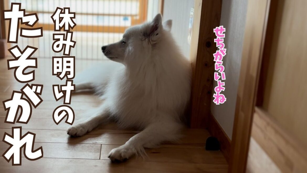 【やる気ゼロ犬】楽しかった夏が終わってイヤイヤ期に入ってしまった６歳（中年）日本スピッツ
