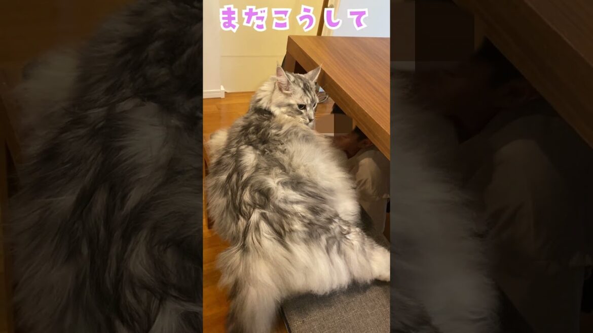 朝、早く学校へ行くことを促す大型猫#メインクーン#shorts