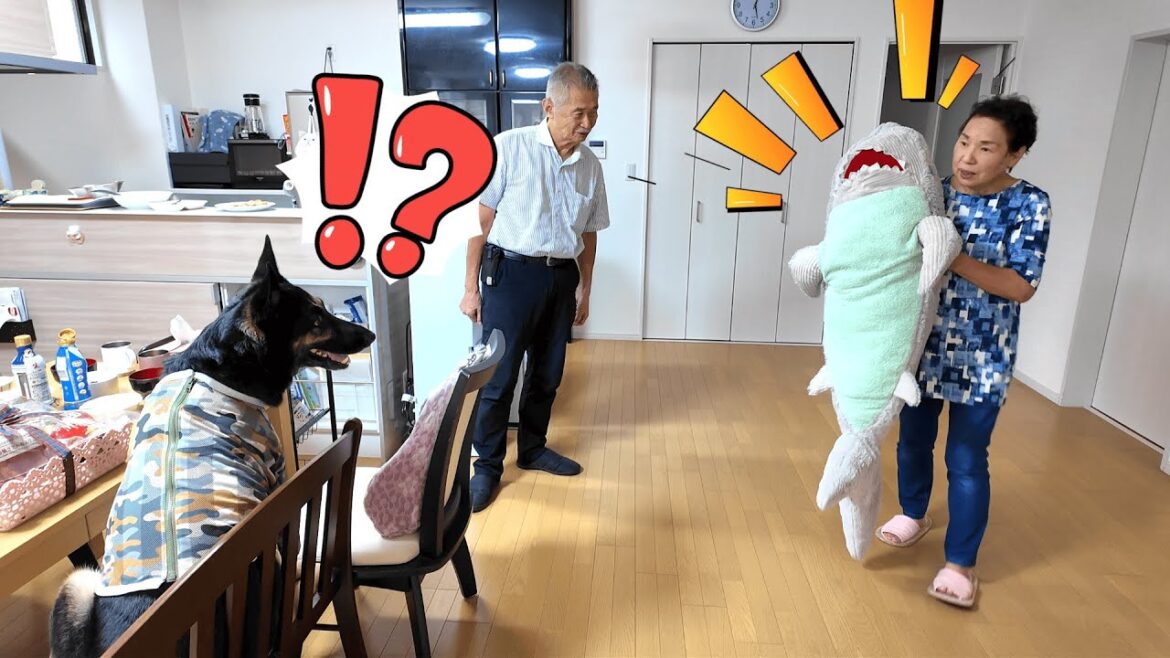 お気に入りのぬいぐるみを修理したら、愛犬の反応が意外すぎて爆笑しましたw