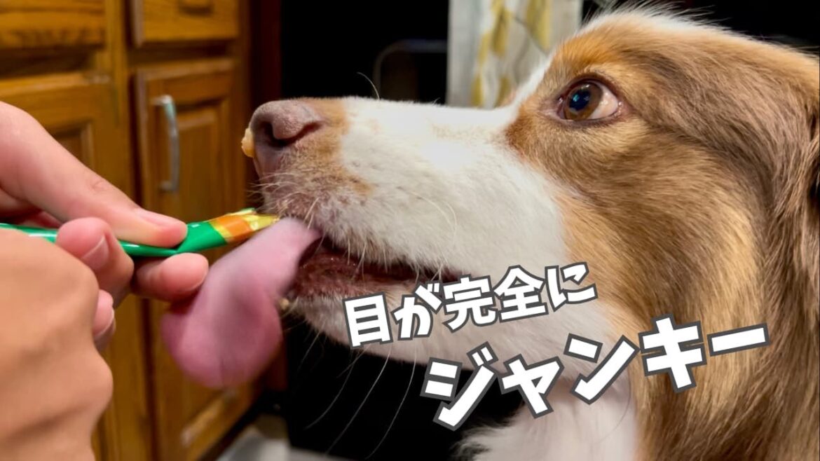 日本製のチュールを初めて食べたアメリカ育ちの大型犬の反応｜オーストラリアンシェパード