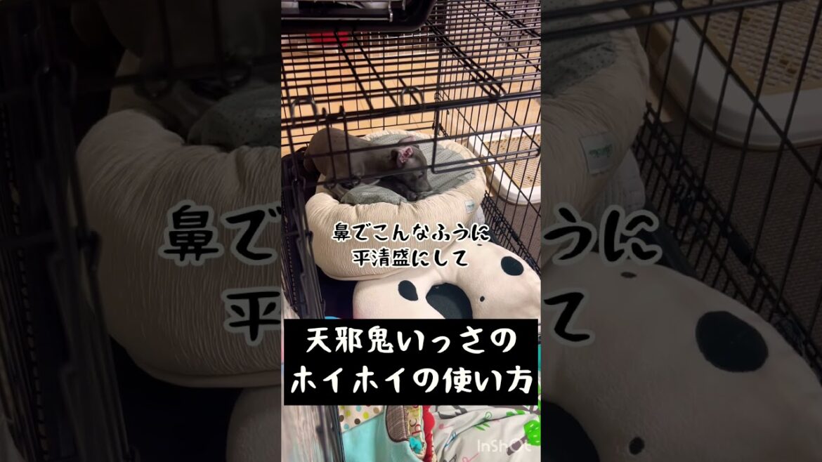 【くせ強】生後2ヶ月イタグレのベッドの使い方