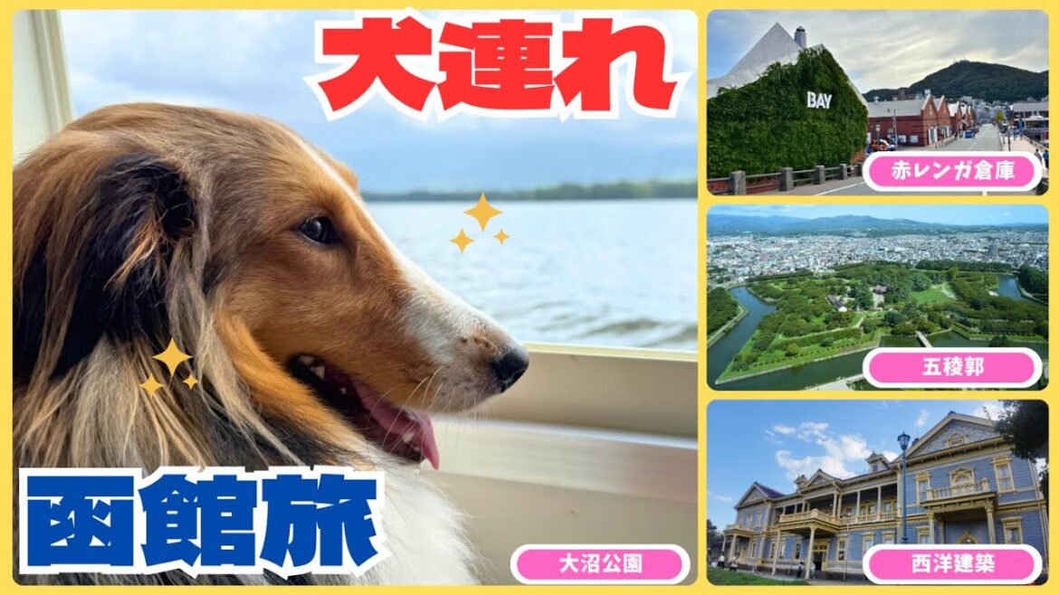 【シェルティ】犬連れ函館絶景スポットめぐり旅【北海道帰省旅vlog#2】 【シェルティ】犬連れ函館絶景スポットめぐり旅【北海道帰省旅vlog#2】