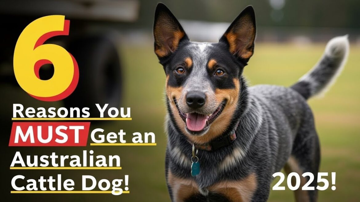 2025年にオーストラリアン・キャトル・ドッグを飼うべき6つの理由！🐶🔥 アクティブな家族にぴったり！
