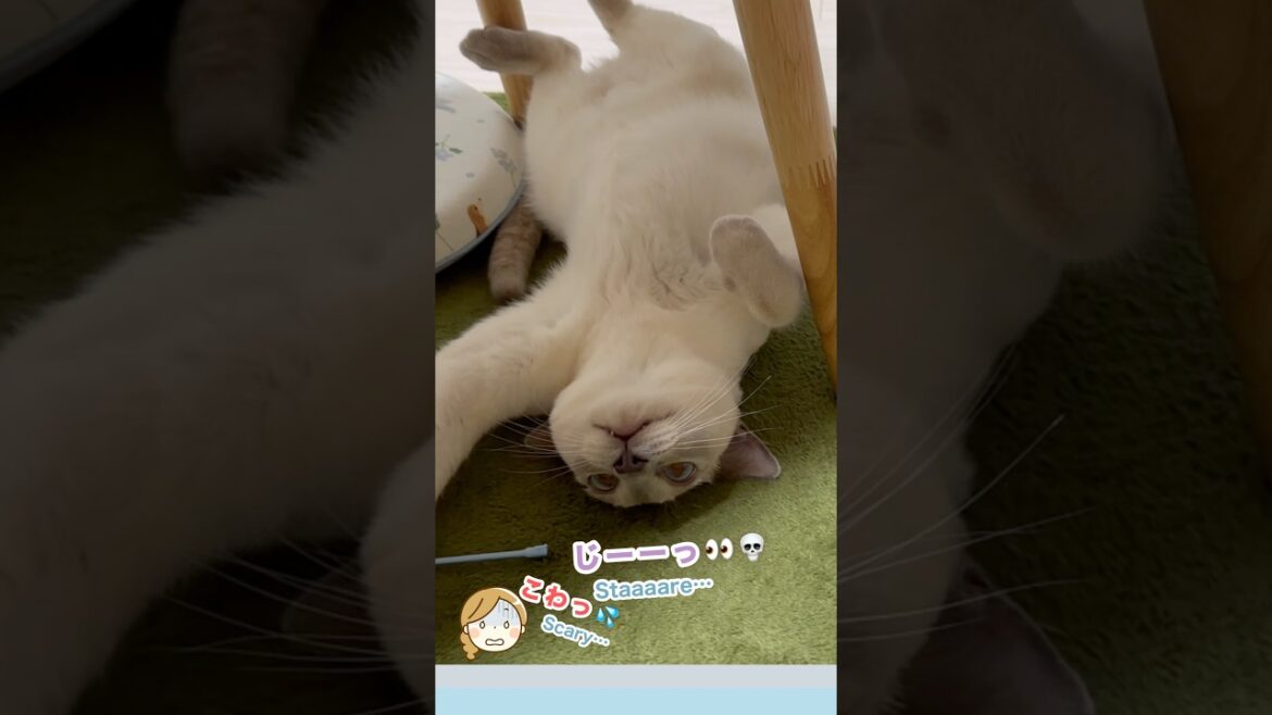 ダラけすぎてホラーにゃ⁉️👻仰向けで移動する猫【トンキニーズ】 Spooky Lazy Cat⁉️👻 Tonkinese #猫動画 #トンキニーズ #ホラー猫