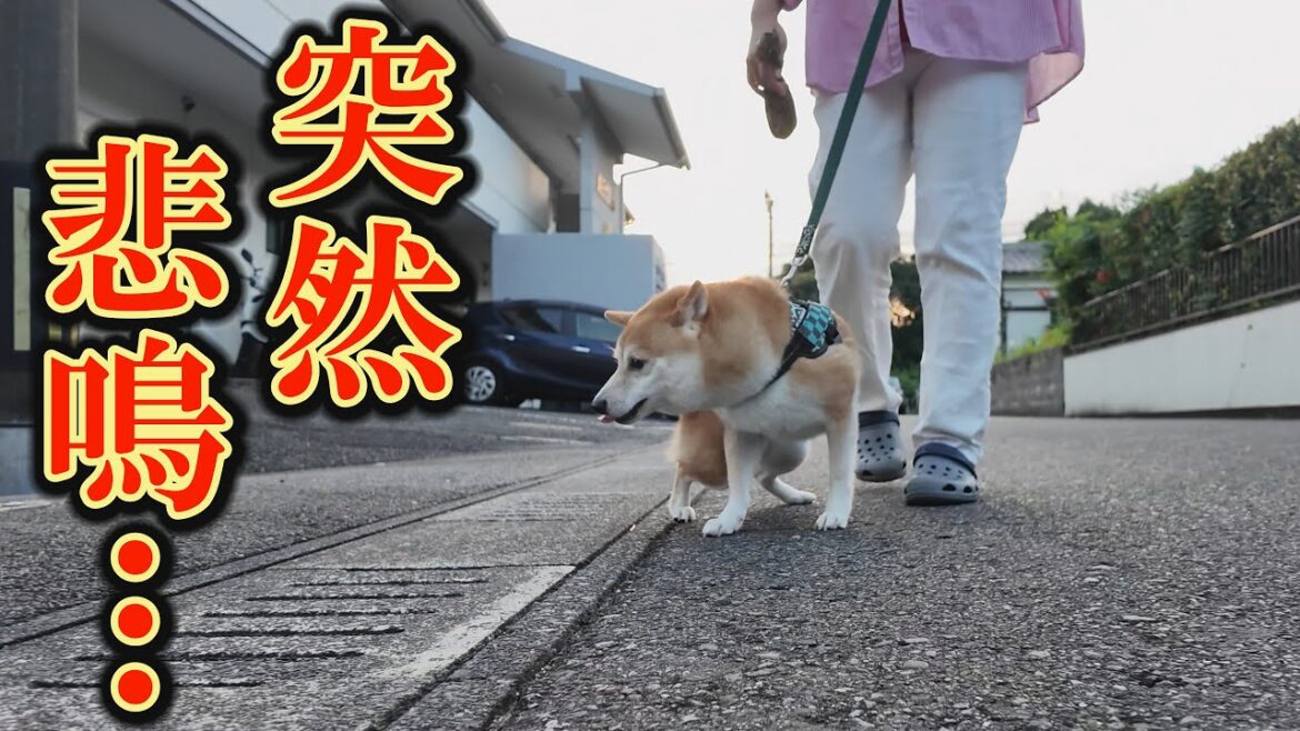 心に傷を負った柴犬が散歩中に、突然悲鳴を・・・でも神様はわが子を守ってくれました