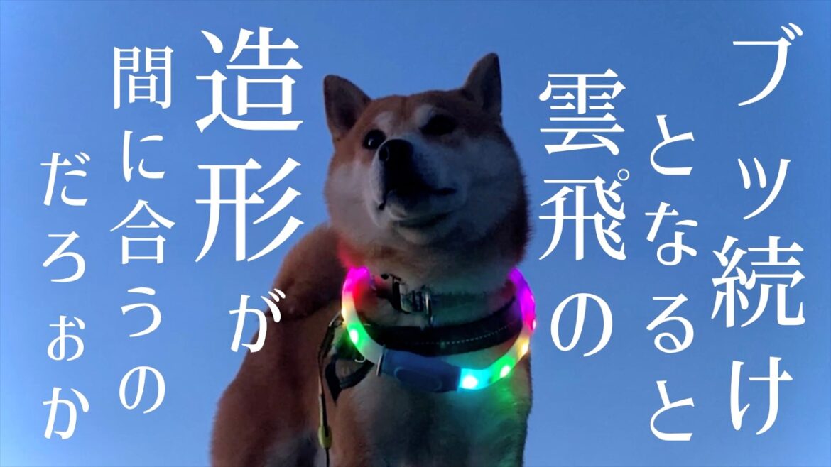 エレクトリカルパレーダーの心配事は解決するのでしょうか？【柴犬こむぎ】