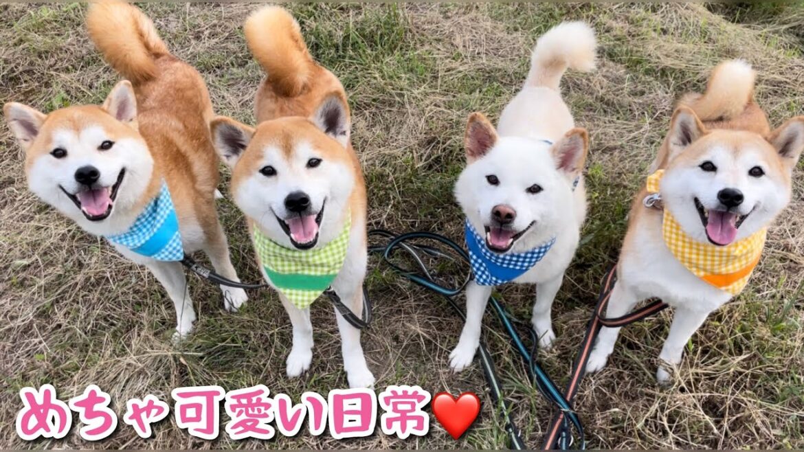 柴犬の日常はただただ可愛いがいっぱい❤️