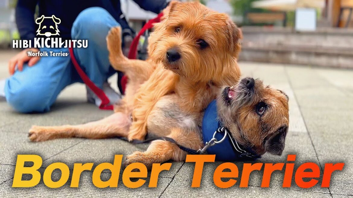 愛犬キチ  Border Terrier 碧(AO) 癒し【 ボーダーテリア ノーフォークテリア norfolkterrier kichi terrier 】