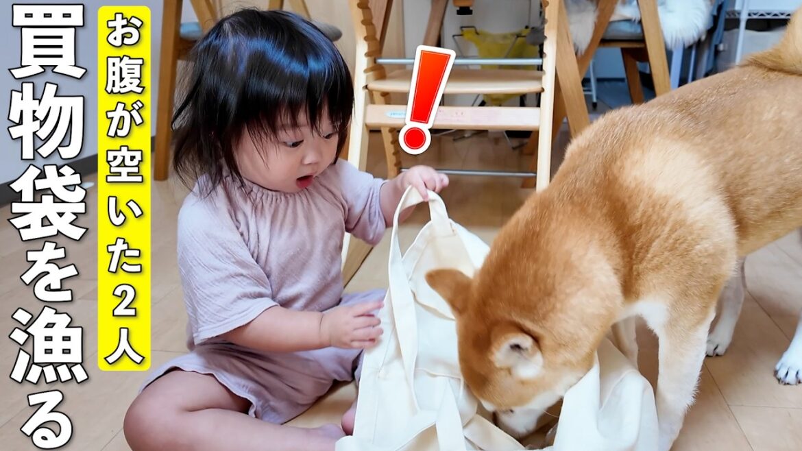 お腹空いて買い物袋を漁る柴犬と2歳娘がこちらです笑