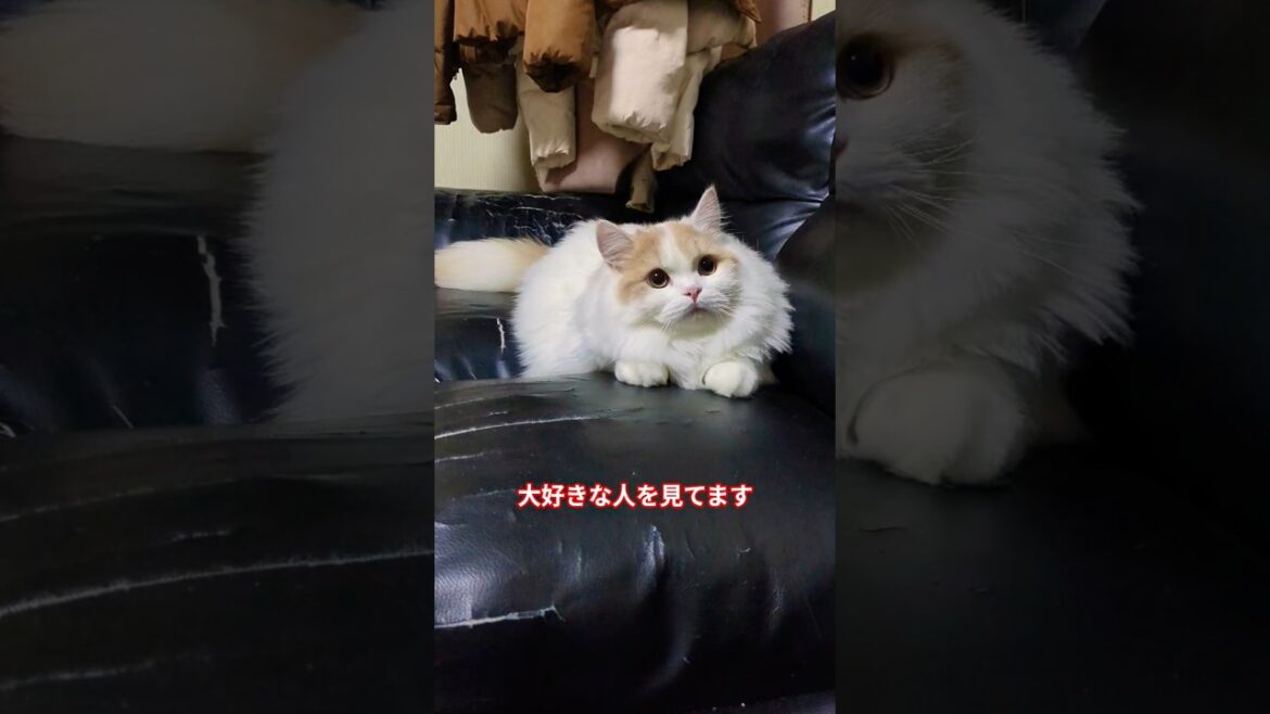 ずっと見てる#猫 #ねこ #スコティッシュフォールド#shorts