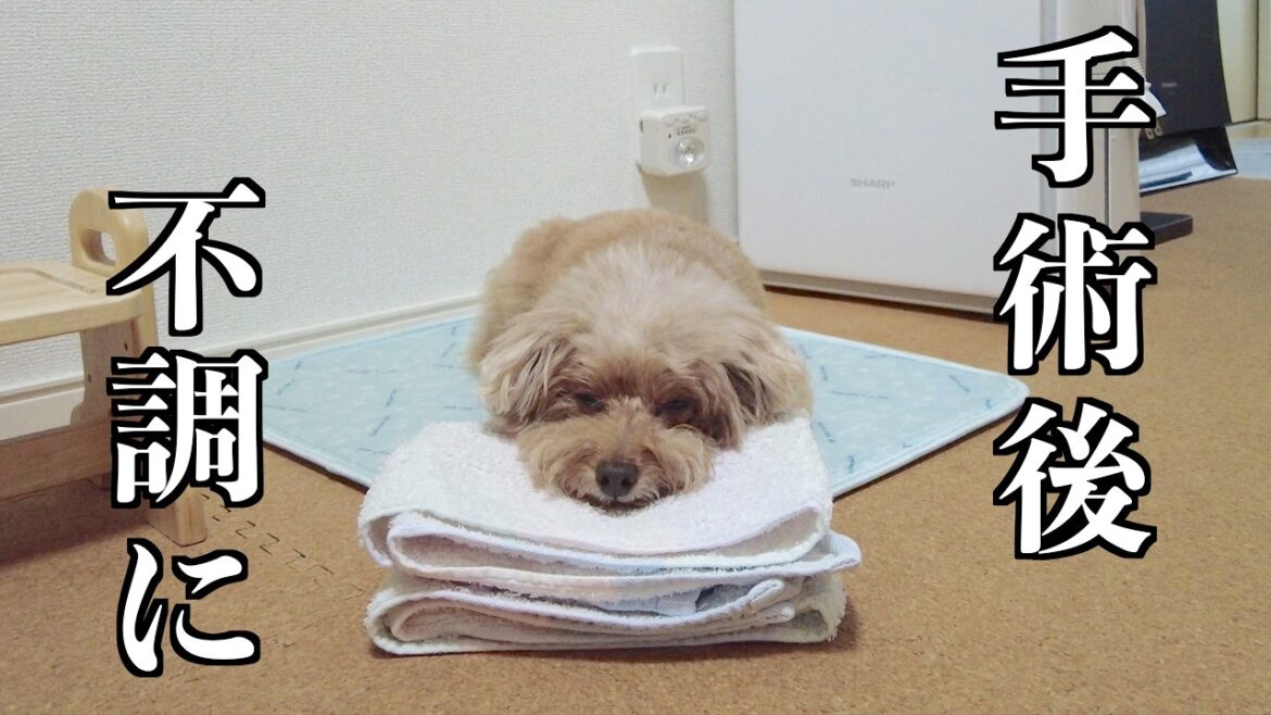 抜歯手術後の愛犬の調子があまり良くなさそうで動揺しました…