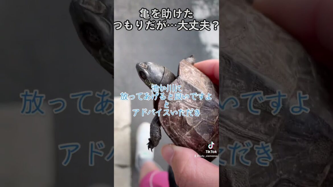 浦島シャム太郎 #tiktok #shorts 浦島シャム太郎 #tiktok #shorts