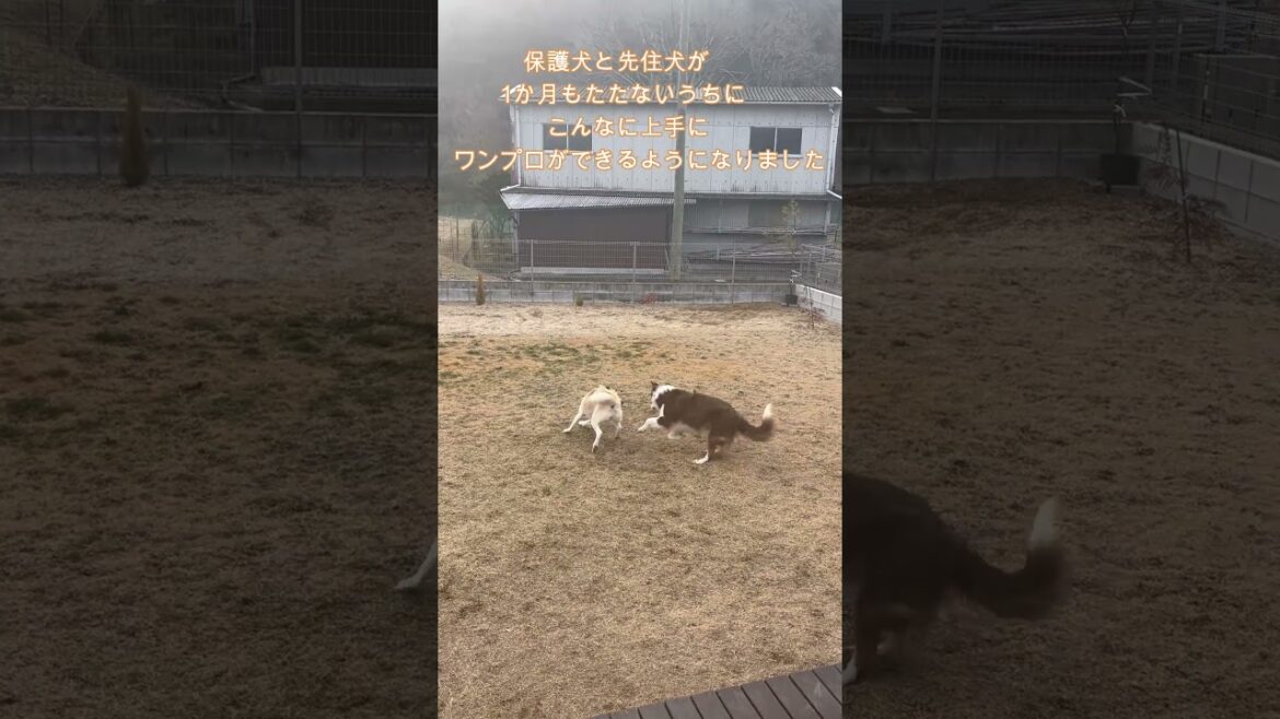 和犬と洋犬のワンプロが可愛すぎた #dog #dogshorts #保護犬