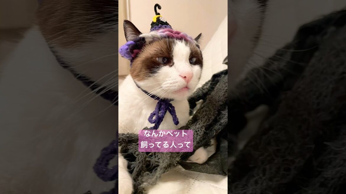 【スノーシュー猫】ペットあるある #shorts #猫のいる暮らし