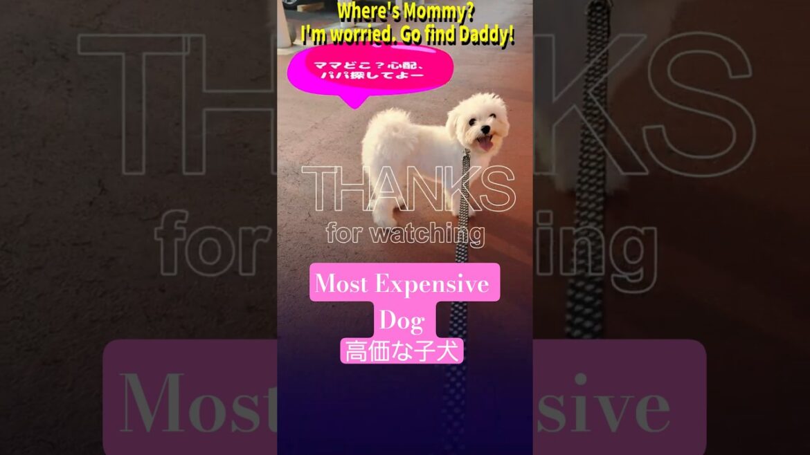 Buying the World's Most Expensive Dog🐶