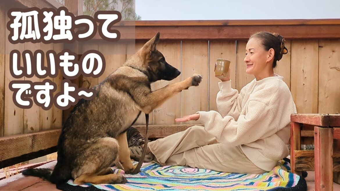 【ジャーマンシェパード】寂しそうでも、家の中毛だらけそうでも、毎日楽しいが勝ってます😊