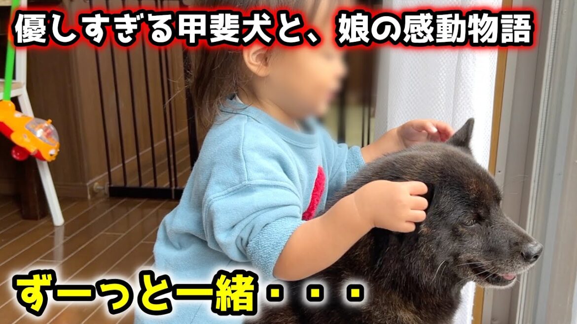【感動】甲斐犬一休と娘の4年間を振り返ったら、涙腺崩壊しました