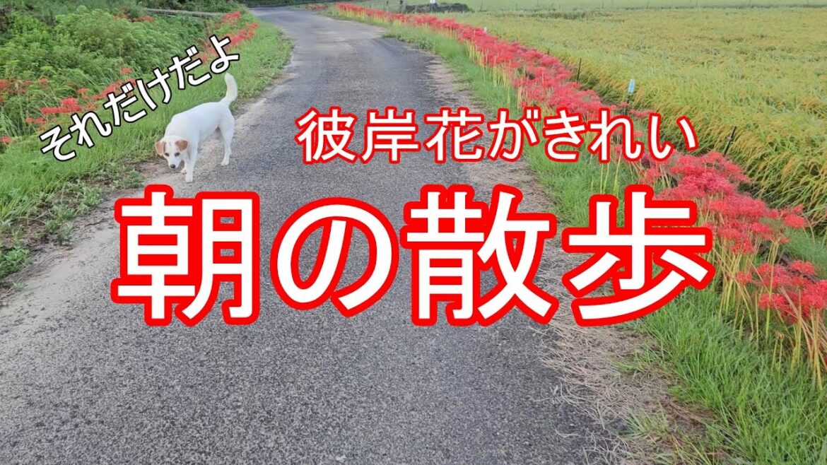 朝の散歩は彼岸花の道　誰もいない君とふたりだけ　きれい！