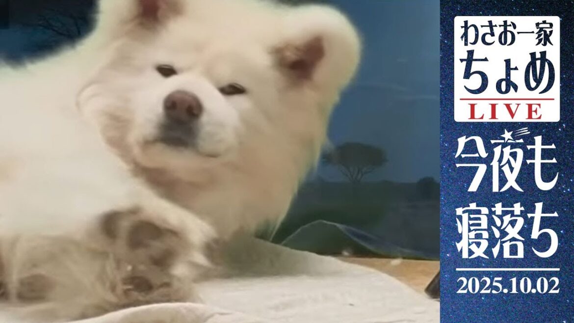 時々ぴぴぴ！って動く！ 10/02 わさお一家 ちょめ  長毛秋田犬 おやすみ配信  #wasao_official