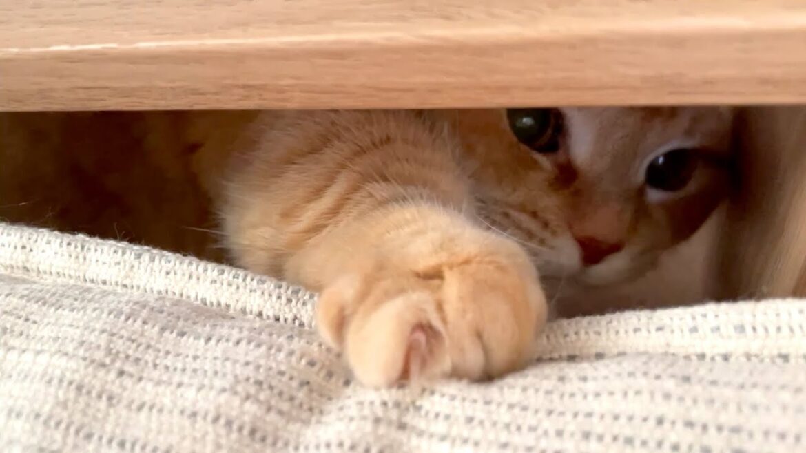 短足猫パンチを隙間から打ってくる猫が可愛い！