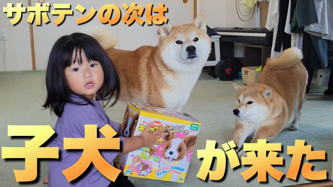 サボテンとお喋りしまくった柴犬に新たなる友達。子犬がやって来た
