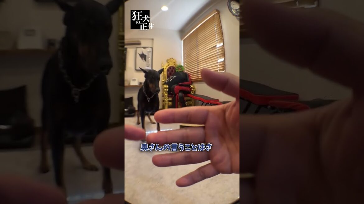 主従関係の正体 #ドーベルマン #主従関係