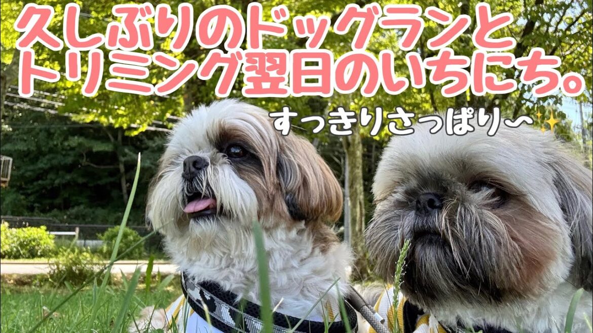 [シーズー多頭飼い]誰もいないドッグラン/いつも見られているような…日常