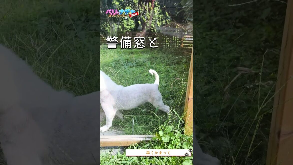 s548『早くかまって』【ベリとナチャ ほっこりペキニーズ】【#ペキニーズ #癒し #犬】