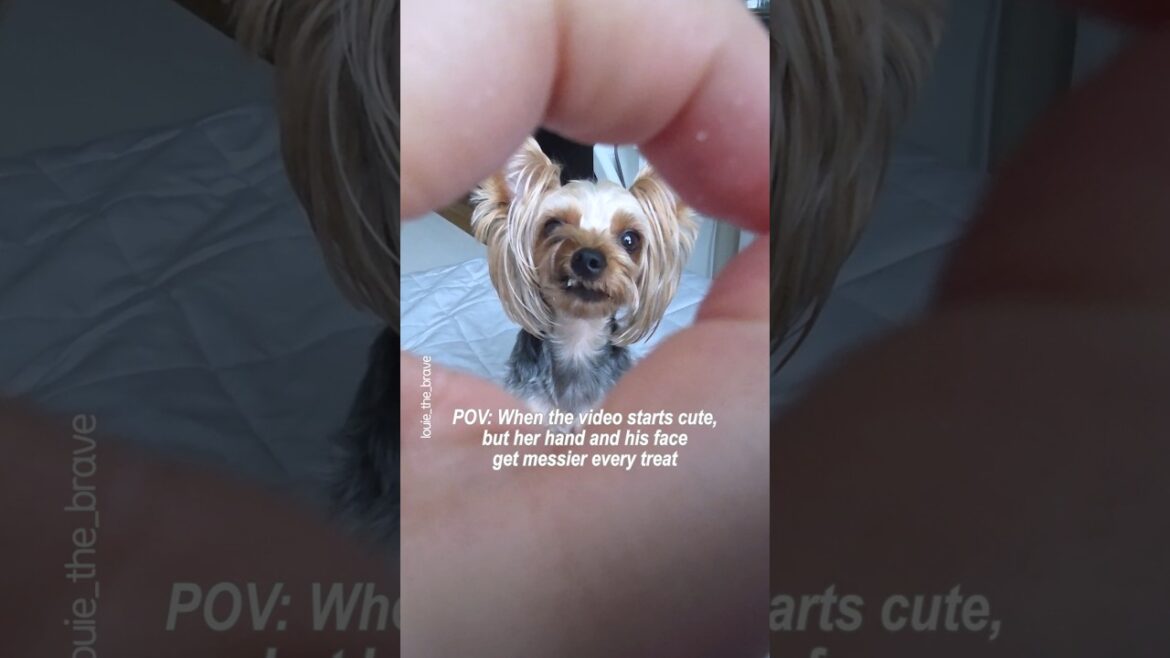 How does a dog understand LOVE 💖