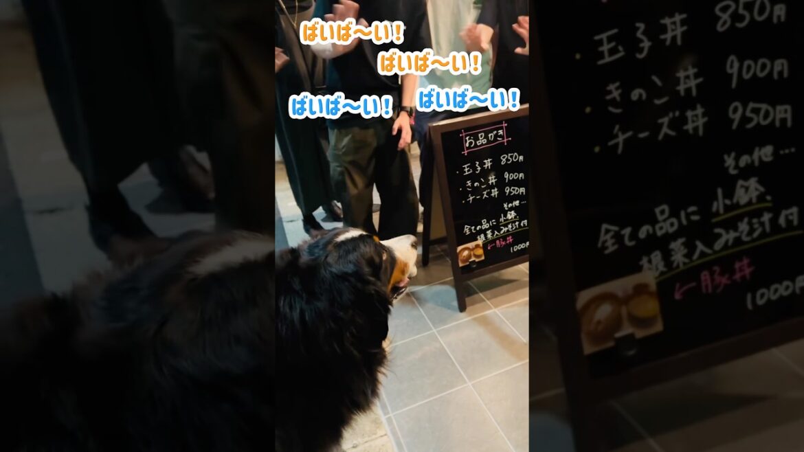 お店の前で大人気✨たくさ〜ん可愛がられた大型犬バーニーズマウンテンドッグ🐾