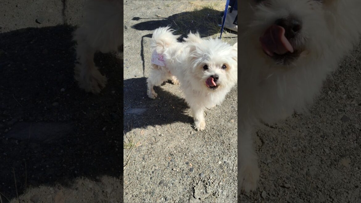 ヘビーアプソ #犬