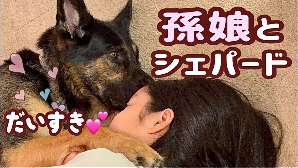 対応が神すぎる❣️家族に優しい激吠えシェパード☺️【ジャーマンシェパード】
