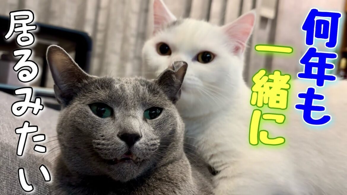 ロシアンブルー | 弟が来て丸一年経ったよ [Russian Blue cat Kotetsu]