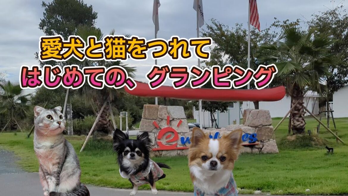 猫とチワワ2匹と行く！琵琶湖グランピング体験｜ペットと泊まれる宿 Everglades Biwako