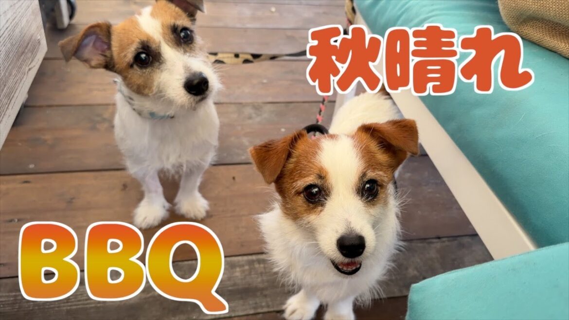秋晴れなので豊洲で愛犬連れでBBQを楽しみました/ジャックラッセルテリア