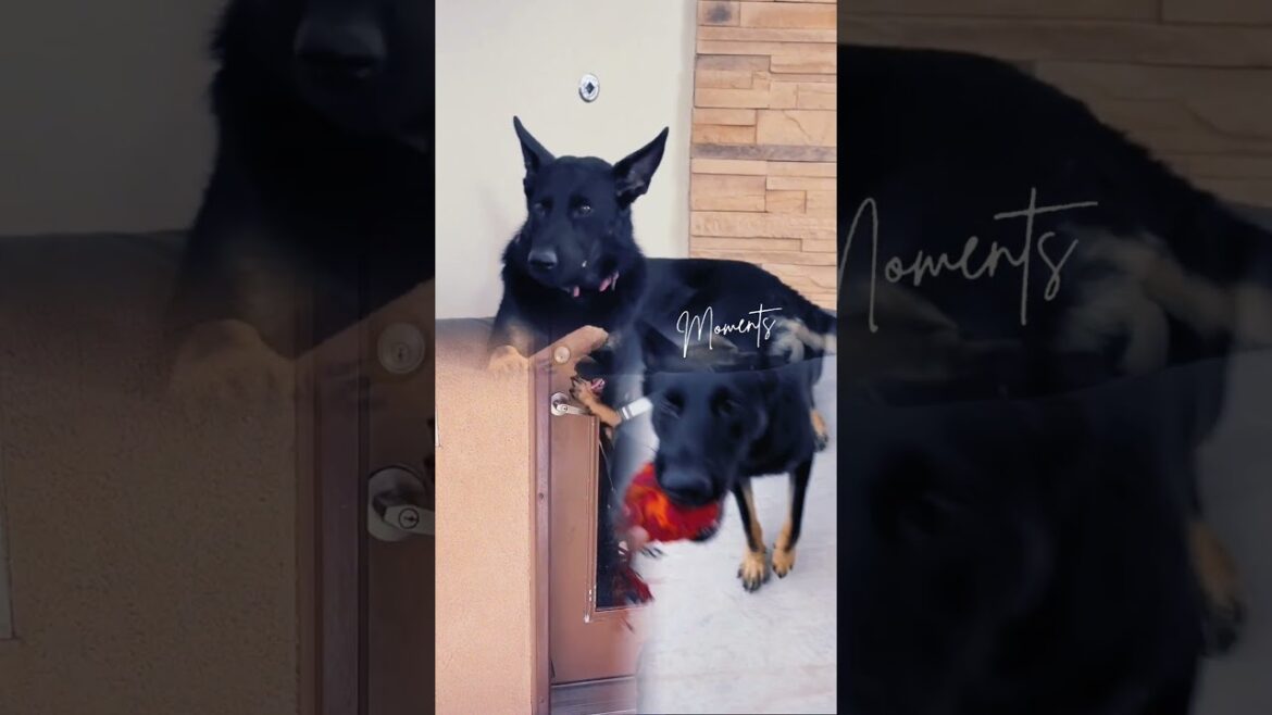 Why German Shepherds Are The Best Dogs Why German Shepherds Are The Best Dogs