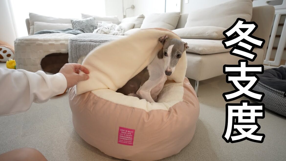 寒がりな愛犬の為に冬支度を始めました!! 寒がりな愛犬の為に冬支度を始めました!!