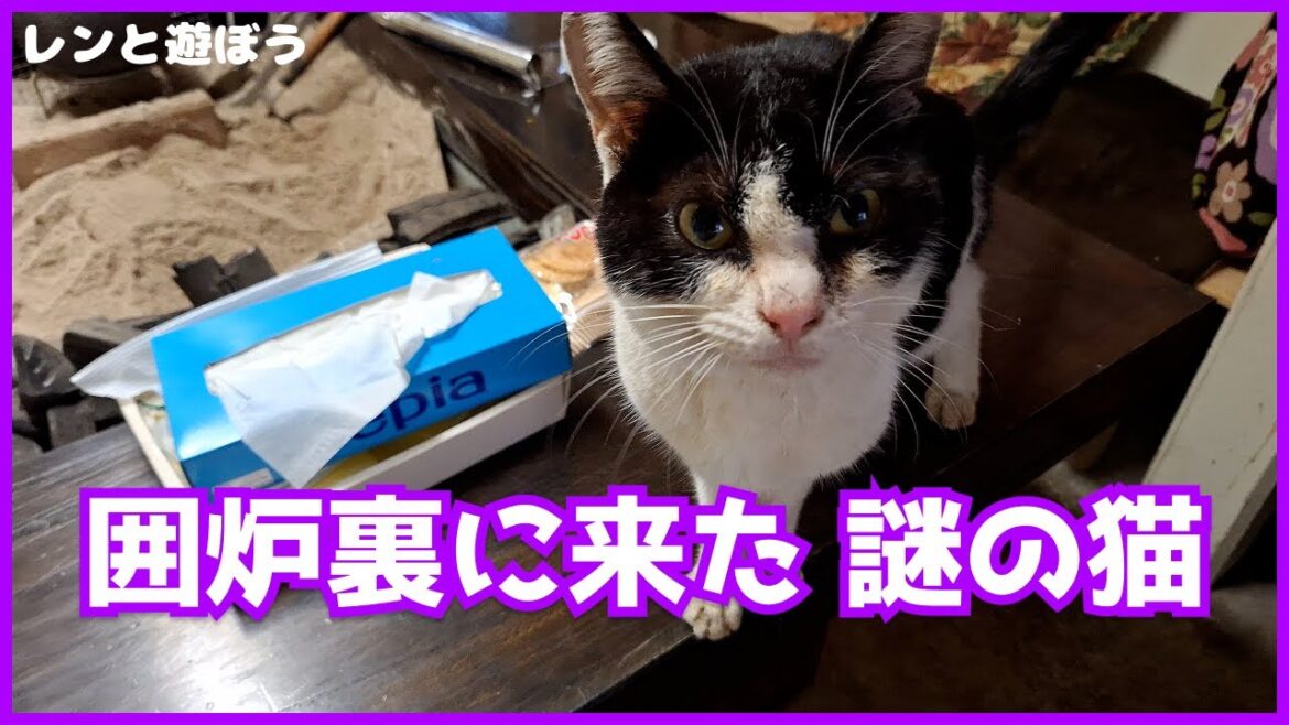 囲炉裏に来た 謎の猫🐈