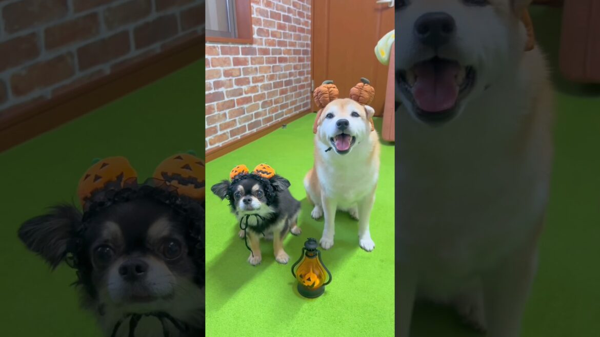 ハロウィン購入グッズ🎃（前半）#柴犬 #チワワ #shorts