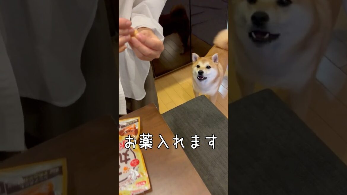 オブラート【薬だけ吐き出す】豆柴アオと柴犬委員会  mameshiba AO & shiba inu committee #Shorts