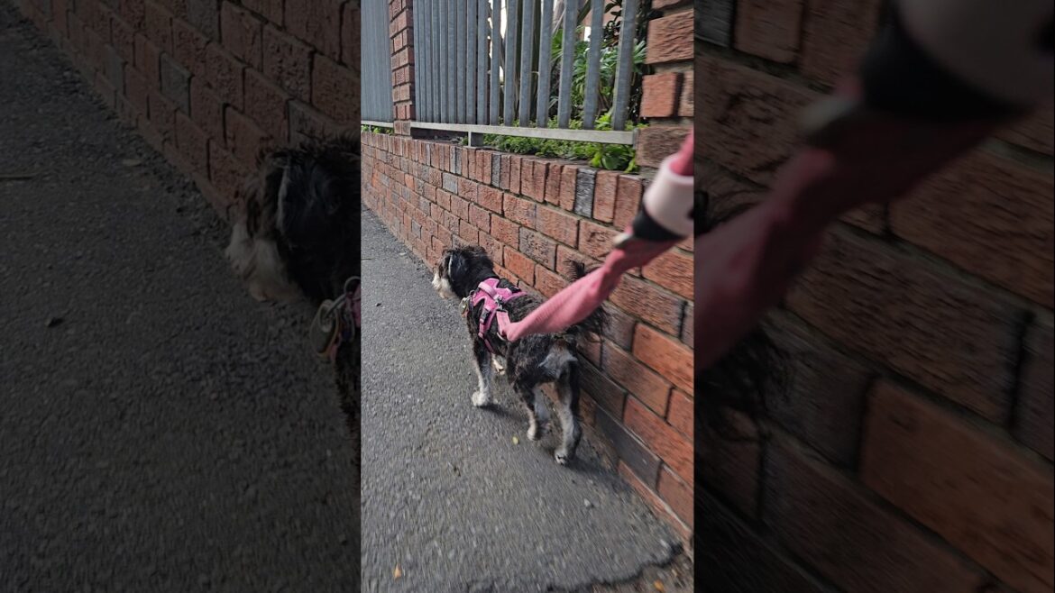 道を歩くミニチュア・シュナウザー 道を歩くミニチュア・シュナウザー