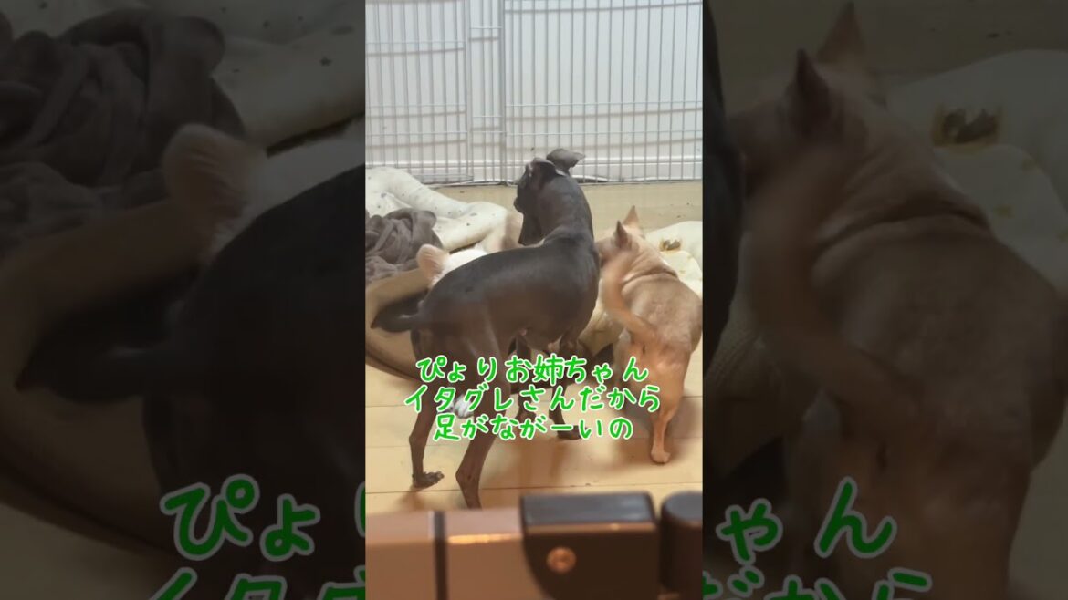 ペキチワとイタグレのワンプロ #ペキチワ #イタグレ #イタリアングレーハウンド #shorts