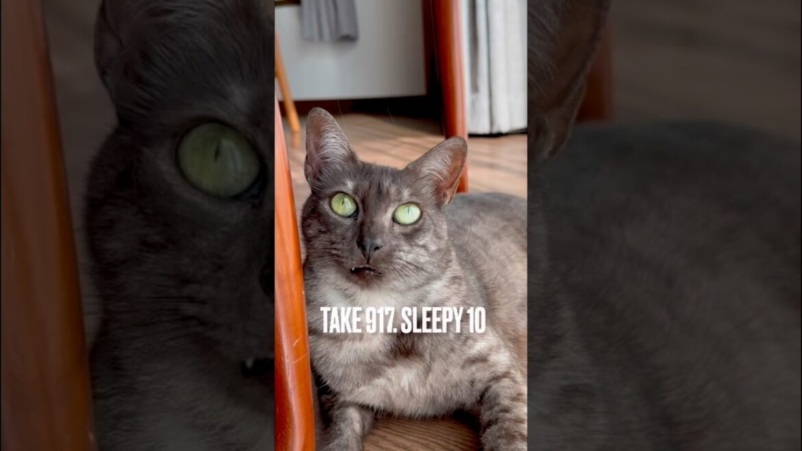 #眠いぞ #窓辺でまったり #のびのび猫 #egyptianmaucat #エジプシャンマウ #エジプシャンマウスモーク #グースベリーグリーンの瞳 #猫の目 #shorts