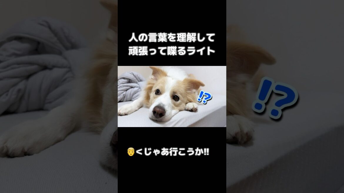 言葉を理解して喋る犬がすごい!!【ボーダーコリー】#shorts