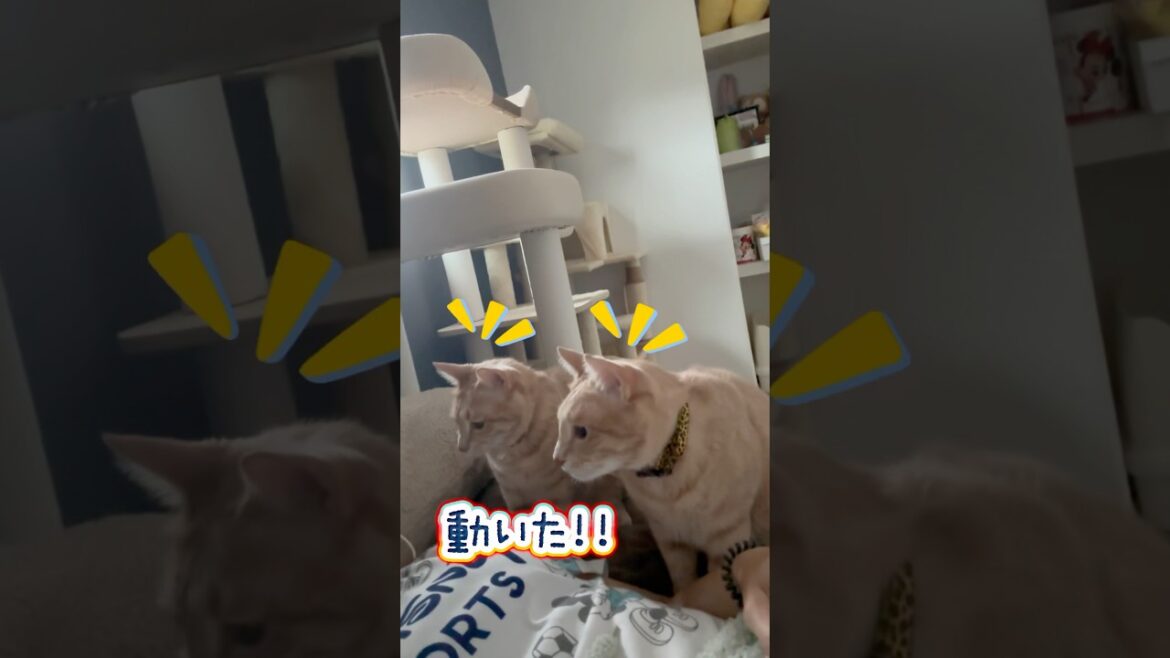 ママを心配してるかと思ったらwww