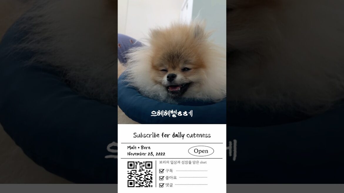 보리의 졸림 가득한 하루!
