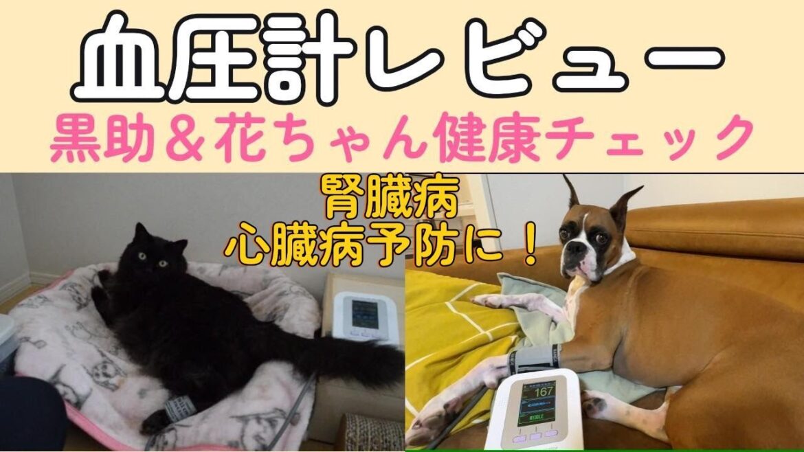 【動物用血圧計レビュー】黒助＆花ちゃん測定ルーティン #腎臓病猫 #猫腎臓病 #保護猫 #保護猫と暮らす #保護犬 #黒猫  #犬と猫のいる暮らし #hana   #アラフィフ夫婦 #夫婦ふたり暮らし