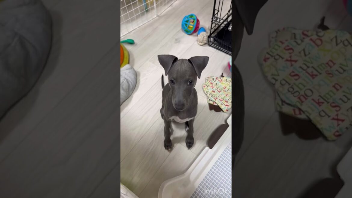 イタグレいっさとしがないポンコツのご挨拶